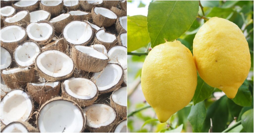 Coconut Lemon